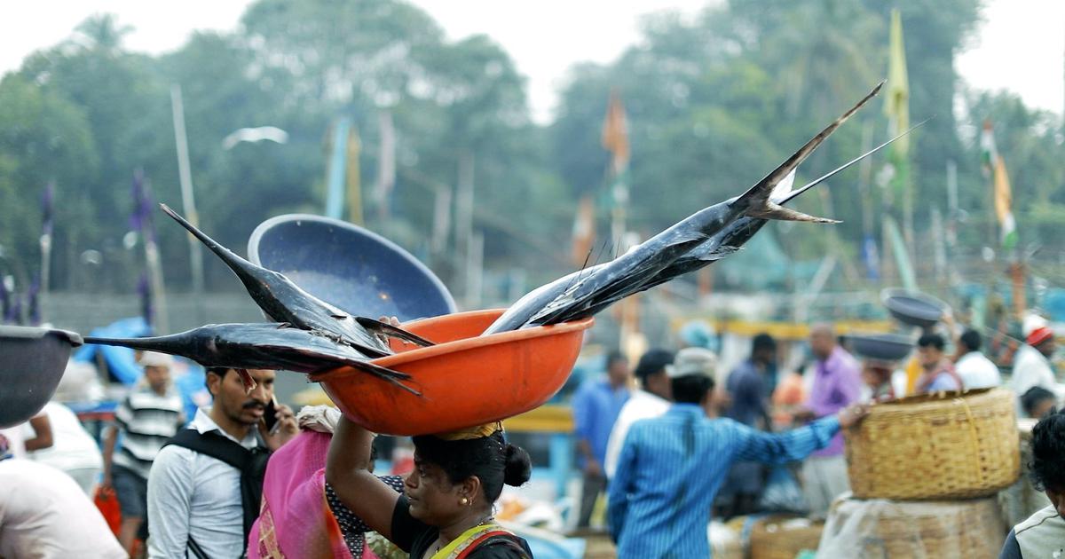 Harnessing Technology: Mumbai’s Fishermen Tackle Climate Challenges with Data Innovations