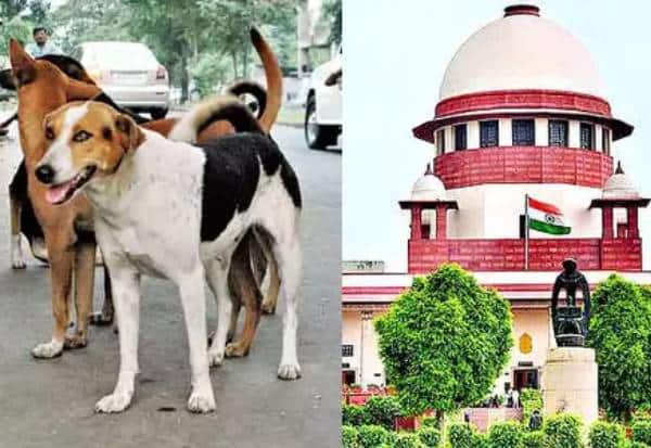   ஆக்ரோஷமாக இருக்கும் வெறிநாய்களை கருணைக்கொலை செய்ய…  அனுமதி!:அப்புறப்படுத்துவதை எதிர்த்த மனு மீது உச்ச நீதிமன்றம் உத்தரவு