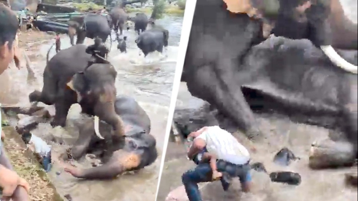 Woman dies after elephant rams another jumbo, loses balance and falls on her