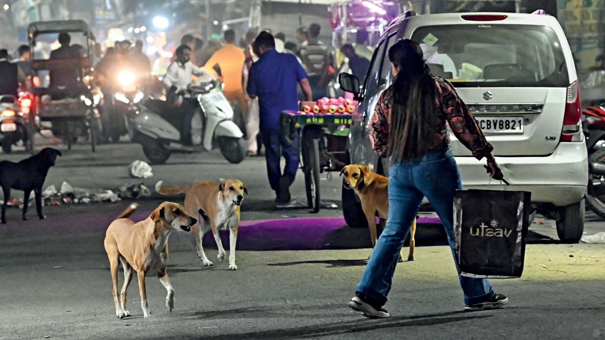 From the India Today archives (2022) | Stray peril: How to manage street dogs