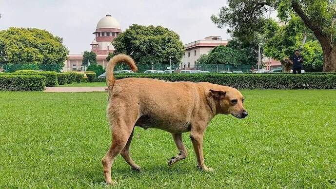 Supreme Court says order to remove street dogs stands, flags biting incidents