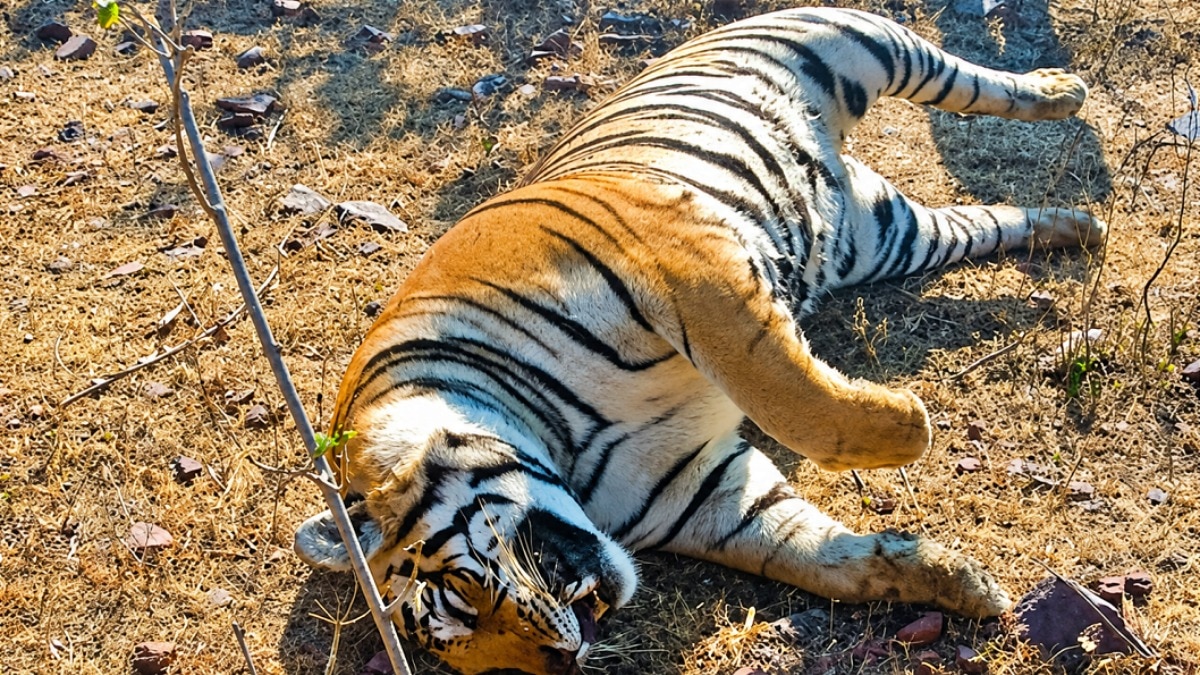 Tiger siblings poisoned, paws chopped off in shocking Uttarakhand wildlife crime